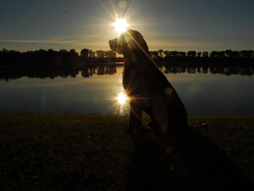 comunicacion con animales transcendidos