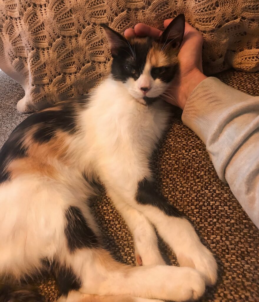 radionica pendulo hebreo animales