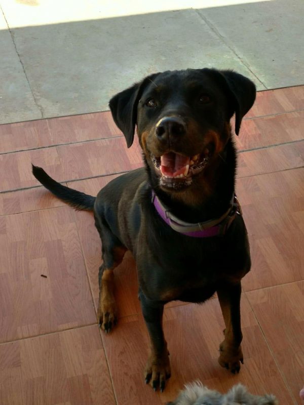 EQUE perrita negra y marrón