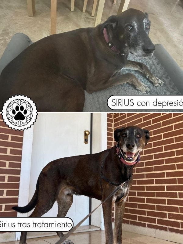 SIRIUS con depresión