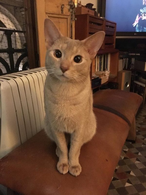 testimonios wairua project1