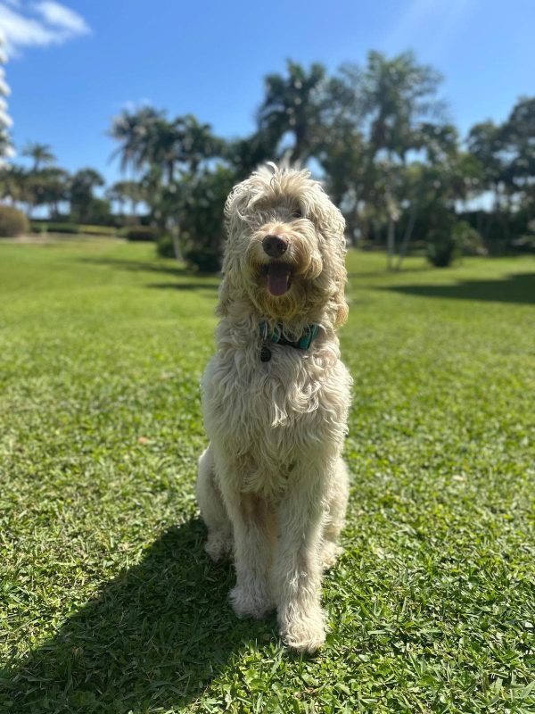 testimonios wairua project3